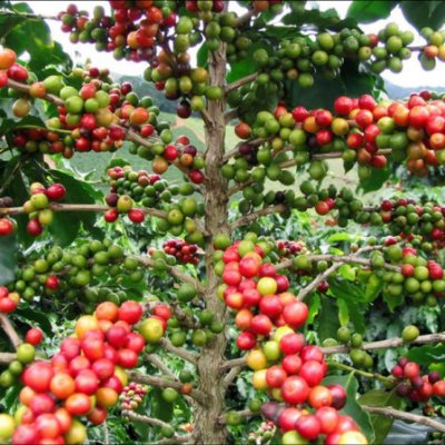 coffea meyvesi